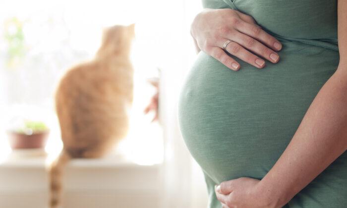 While Pregnant, Keep Cat, but Avoid Toxoplasmosis