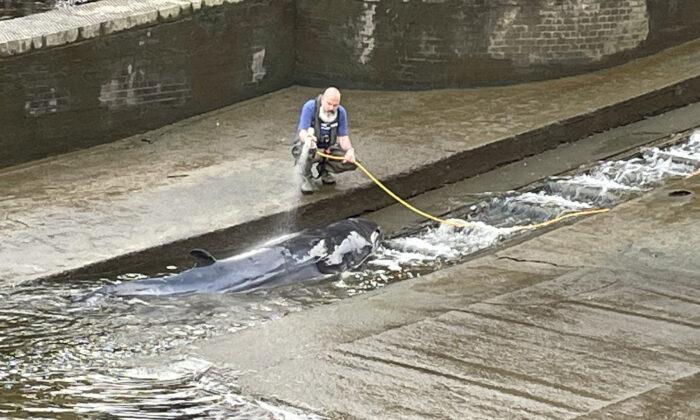 Small Whale Freed After Becoming Stranded Along River Thames