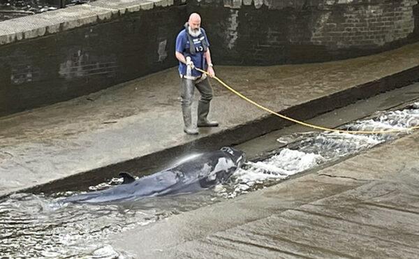 A small whale, believed to be a Minke whale, being hosed down after it stranded at Richmond Lock and Weir along the River Thames in southwest London, on May 9, 2021. (Jake Manketo/PA Media)