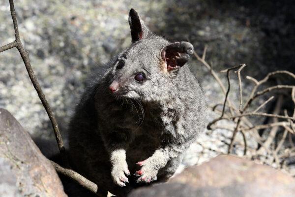 The man hunted Australian possums(Paul Kane/Getty Images)