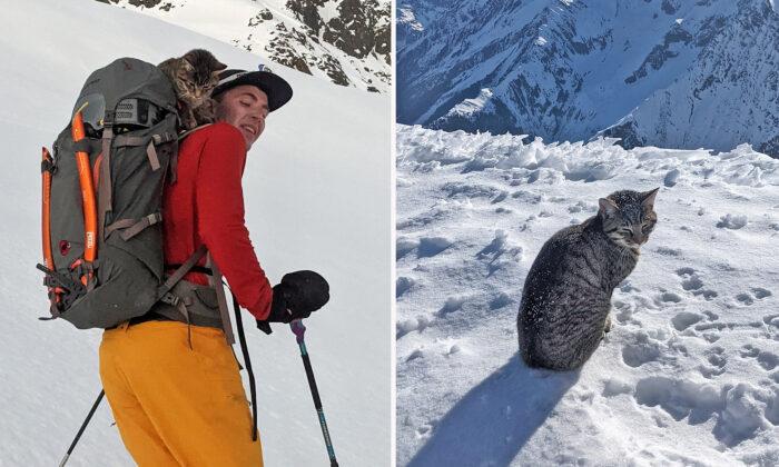 Lost Cat Follows a Pair of Hikers to the Summit of a 3,073-Meter Swiss Mountain