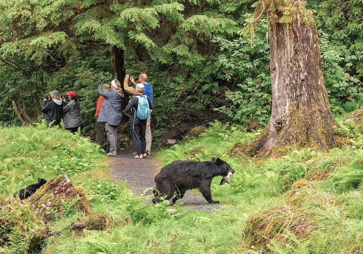 The moment a mother bear sneaks behind a crowd of people at Anan Creek, Tongass National Forest, Southeast Alaska. (Caters News)