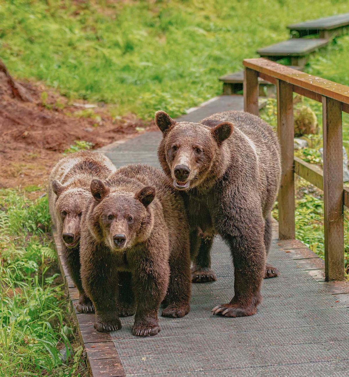 The bears are free to walk all over the Anan Bear & Wildlife Observatory viewing platform. (Caters News)