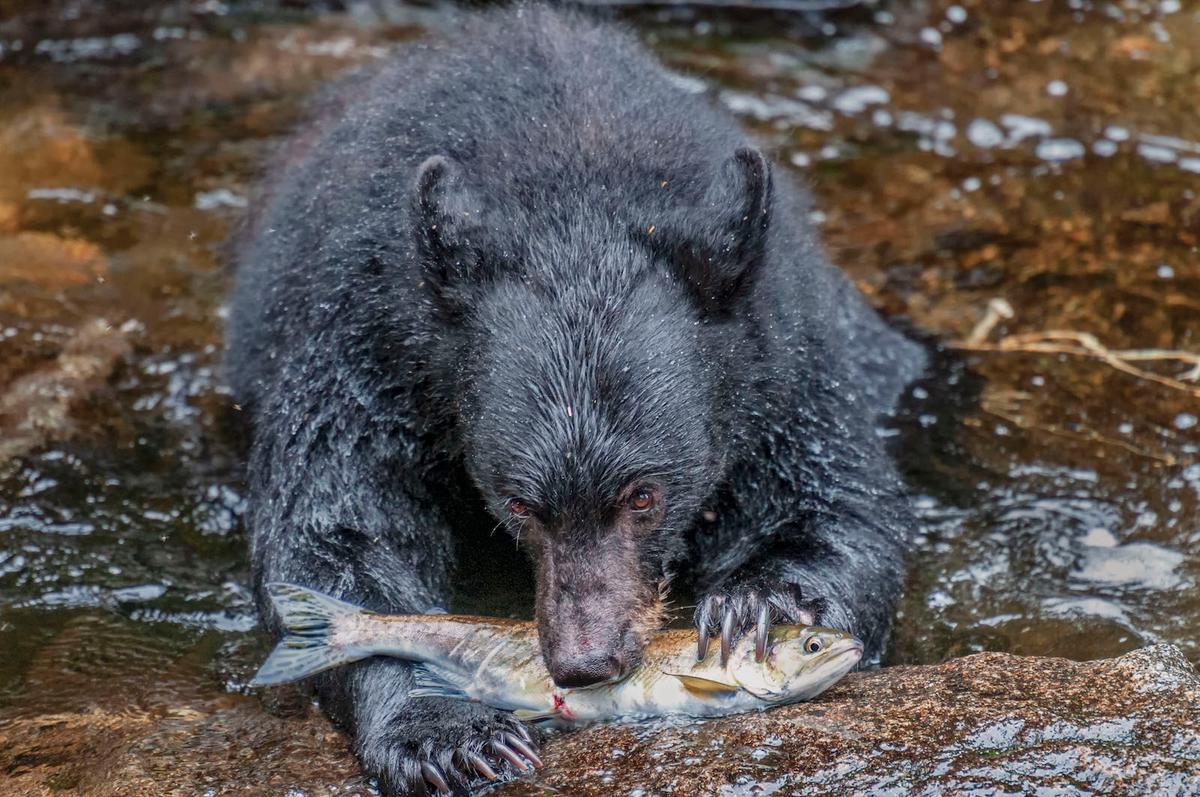 The bear with a salmon. (Caters News)