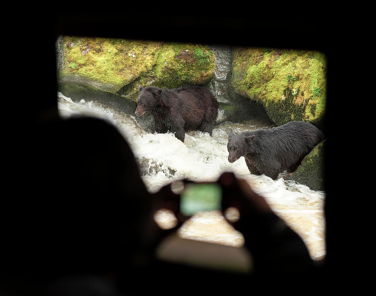 Visitors of Anan Bear & Wildlife Observatory snap pictures of fishing bears. (Caters News)