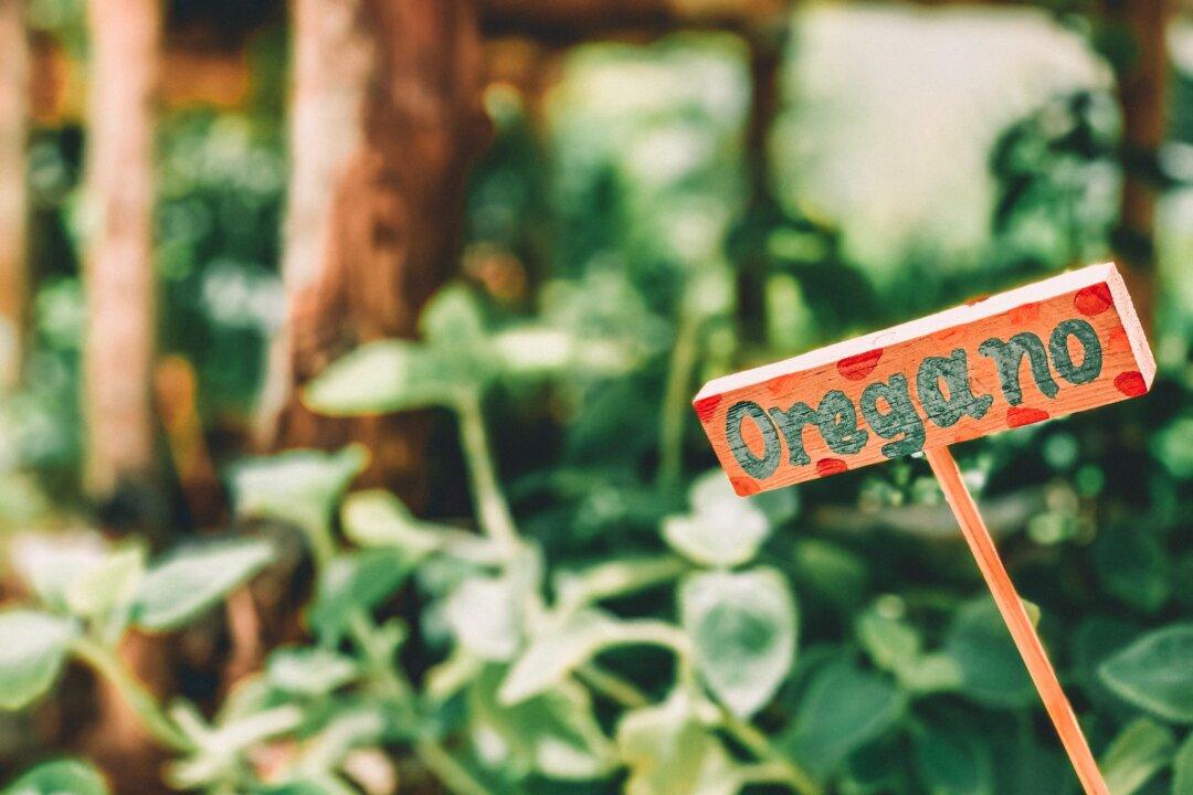 Oregano, a Must Have in the Garden ... and in the Medicine Cabinet