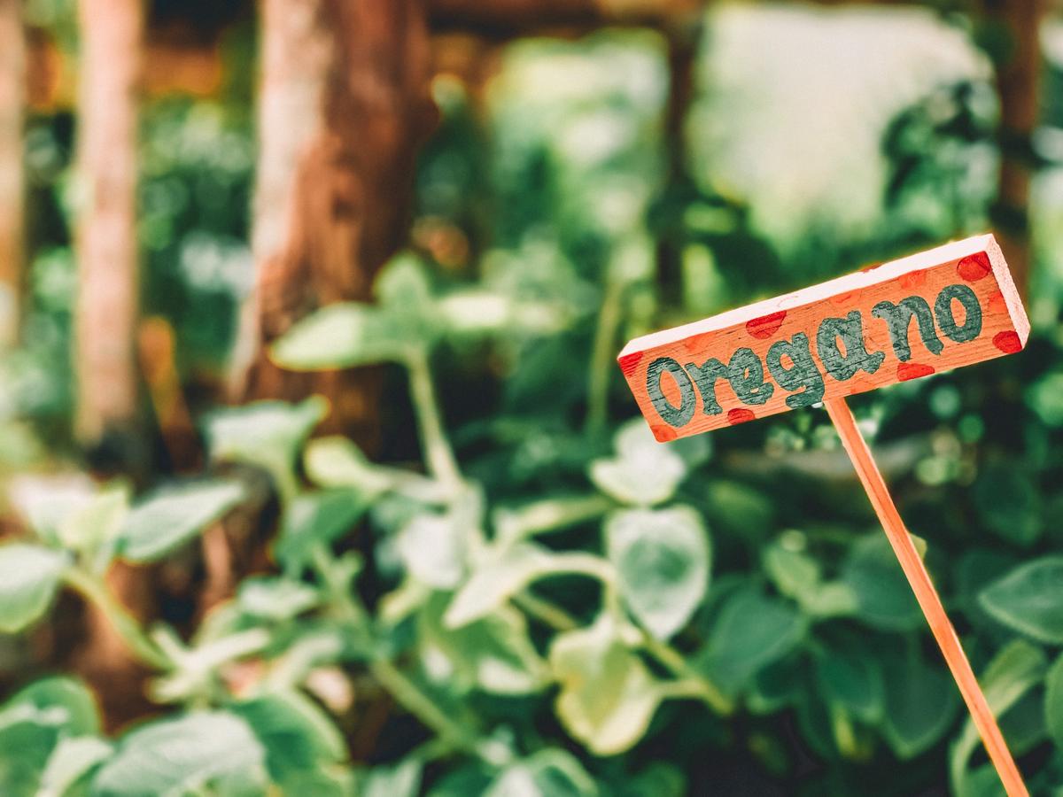Oregano, a Must Have in the Garden ... and in the Medicine Cabinet