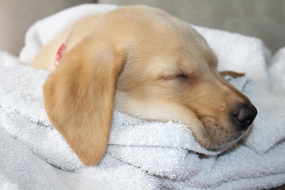 Animal shelters and humane societies will use your old towels, linens, and sometimes rugs to provide warmth and comfort to animals. (Artycustard/Shutterstock)
