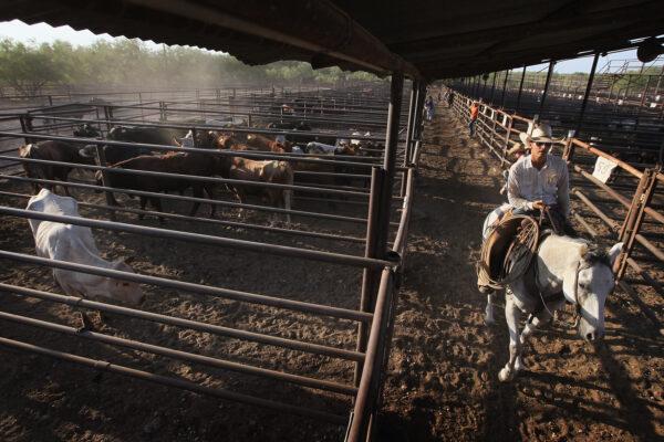 Mak Johnson helps to move cattle into pens after they had been sold at the Abilene Livestock Auction in Abilene, Texas, on July 26, 2011. (Scott Olson/Getty Images)