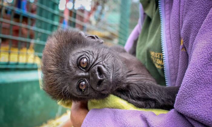 Premature Baby Gorilla Rejected by Mom Is Hand-Reared, Then Adopted by Her Own Great-Grandma