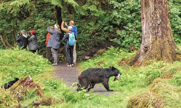 Photographers Miss Photo Opportunity of Bear Carrying a Fish as It Sneaks Past Behind Them