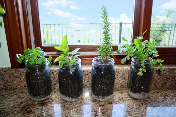 Plenty of sunlight will help your plants thrive, and give you fresh herbs for a long time. (Jeff Perkin)