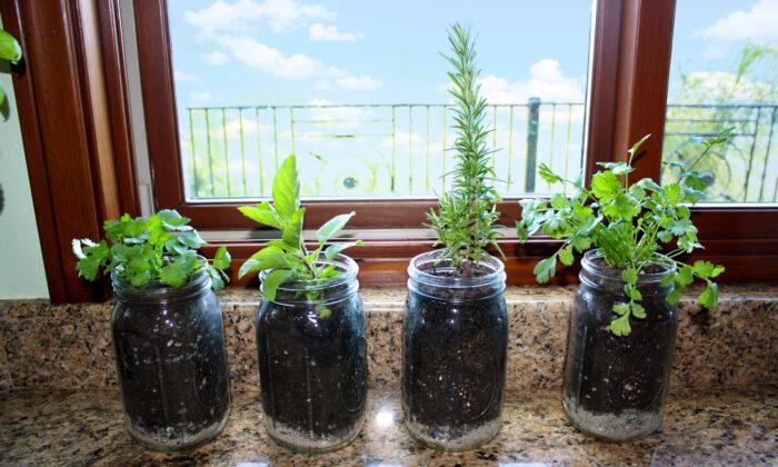 Growing Herbs in Mason Jars