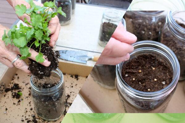 Transfer immature plants into the jar, and add potting soil mix. (Jeff Perkin)