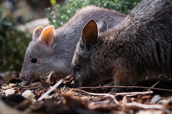 The potoroo had 70 percent of its habitat eradicated during the 2019-2020 bushfires. (Brook Mitchell/Getty Images)