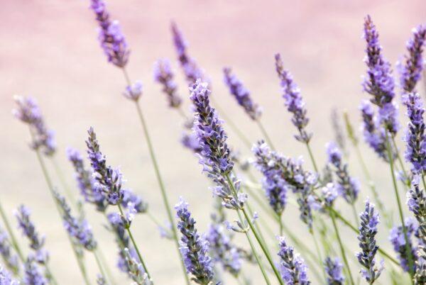 Nature's herb of creativity with a calming color that composes clarity. (Janine Joyles/Unsplash)