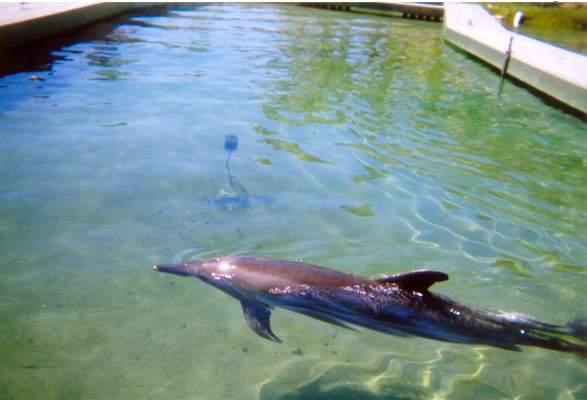 Dolphin at Sea World, Gold Coast, Queensland, Australia on Aug. 21. 2005. (Figaro/Wikimedia Commons)