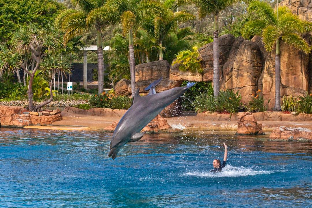 Sea World Stands by Dolphin Breeding
