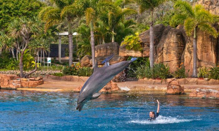 Sea World Stands by Dolphin Breeding