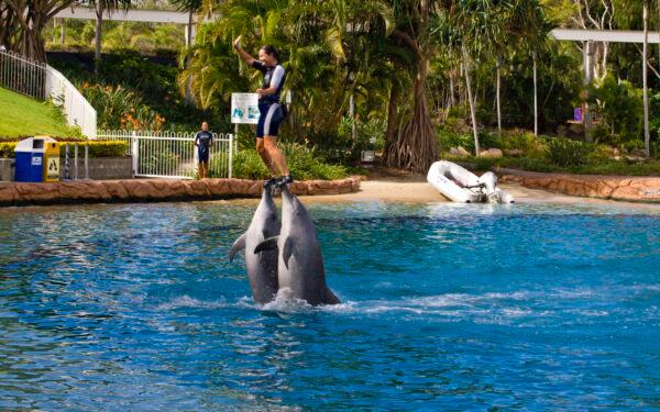 Sea World Dolphin Show in Gold Coast, Australia, on April 8, 2020. (Sheba_Also/Wikimedia Commons)