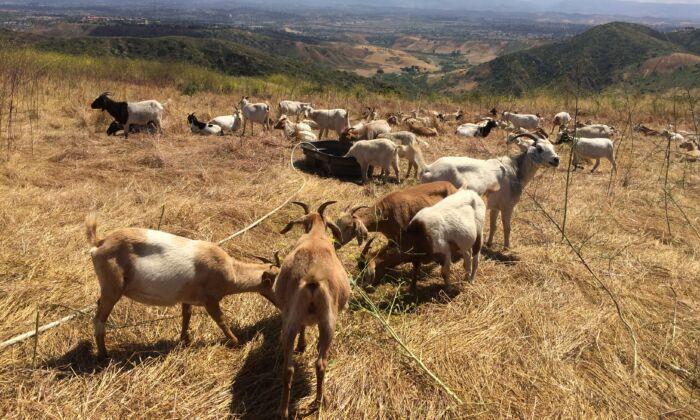 Yorba Linda Employs Goats to Prevent Wildfires