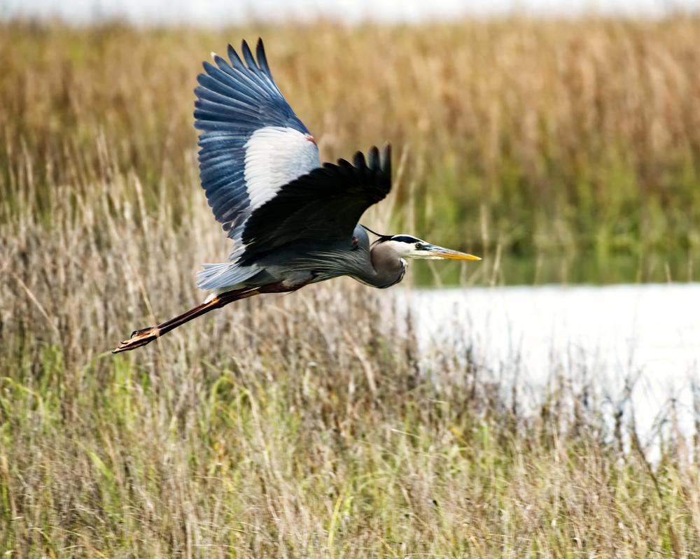 A heron in mid-flight over a salt marsh. (Joe Herlong/Shutterstock)