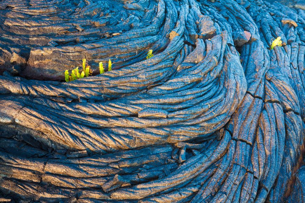 New ferns grow amidst an old lava pattern in Hawaii Volcanoes National Park, Big Island, Hawaii. (George Burba/Shutterstock)