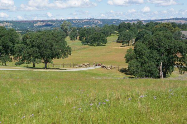 Beautiful ranchland that surrounds the cemetery. (Courtesy of Karen Gough)