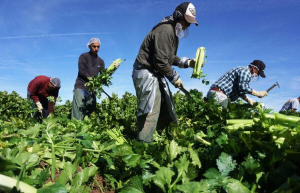 Mexican farm workers harvest celery in a field of Brawley, in the Imperial Valley, Calif., on Jan. 31, 2017. (Sandy Huffaker/AFP via Getty Images)