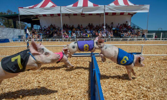 It’s a Pig’s Life at the Orange County Fair