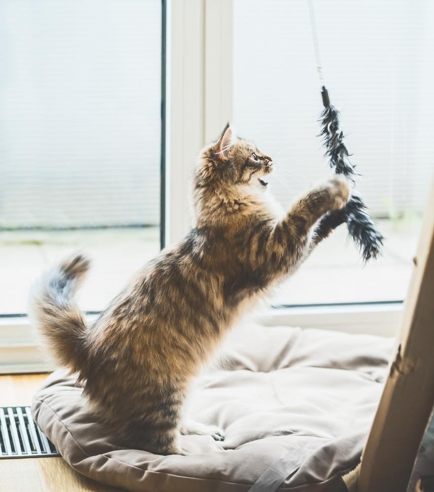In one study, increasing playtime by only 10 to 15 minutes a day helped cats lose weight. (VICUSCHKA/Shutterstock)