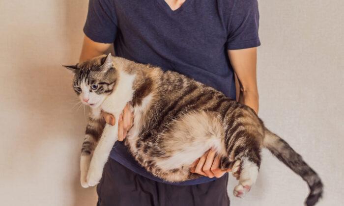 Overweight Cats Risk Serious Disease