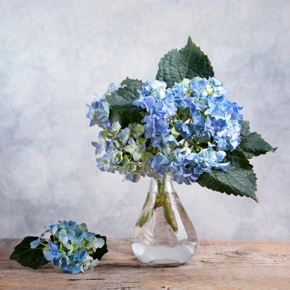Hydrangeas make a lovely base for a simple summer bouquet. (Nailia Schwarz/Shutterstock)