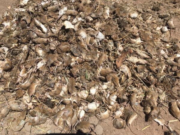 Dead mice at a property in Gilgandra, NSW, Australia. (AAP Image/Supplied)