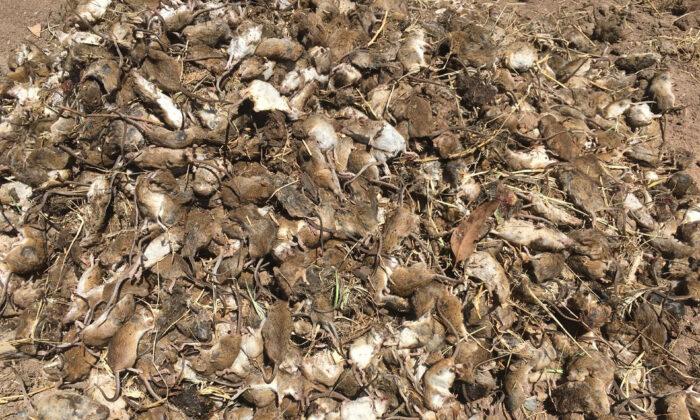 Australian Farmers Fear Resurgence of Mouse Plague