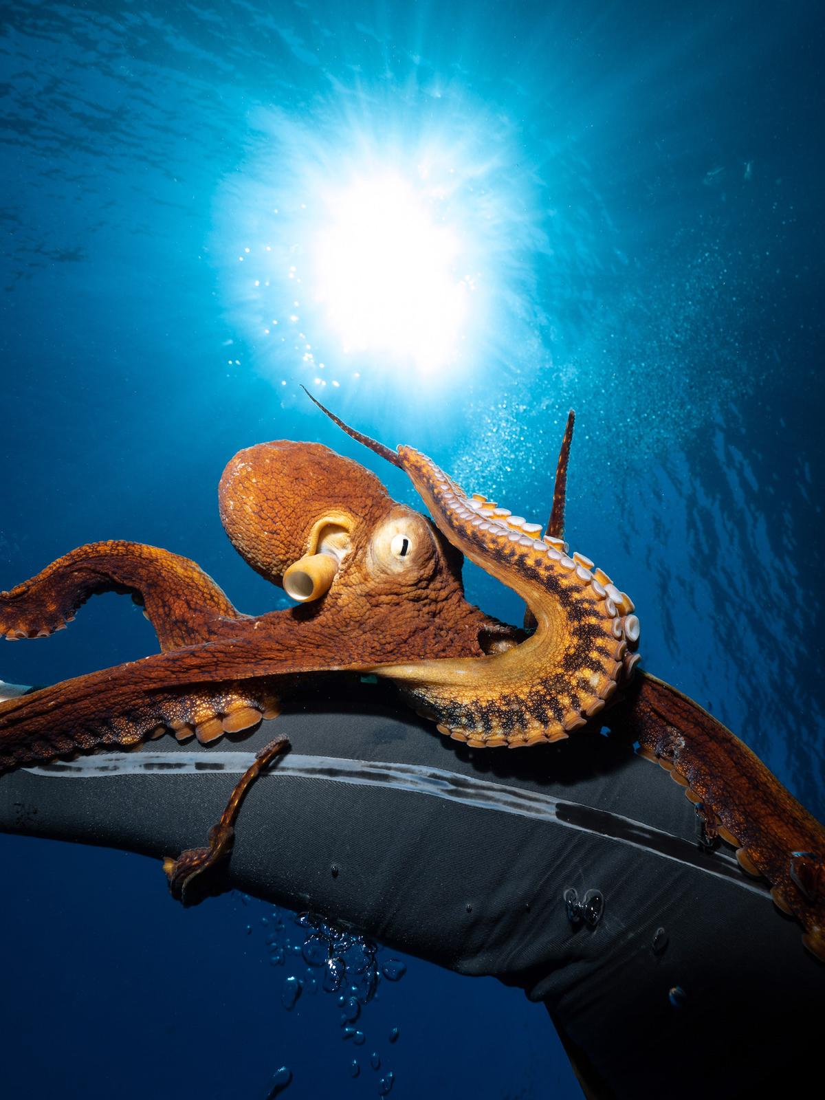 An octopus grabs Caleb's arm. (Caters News)