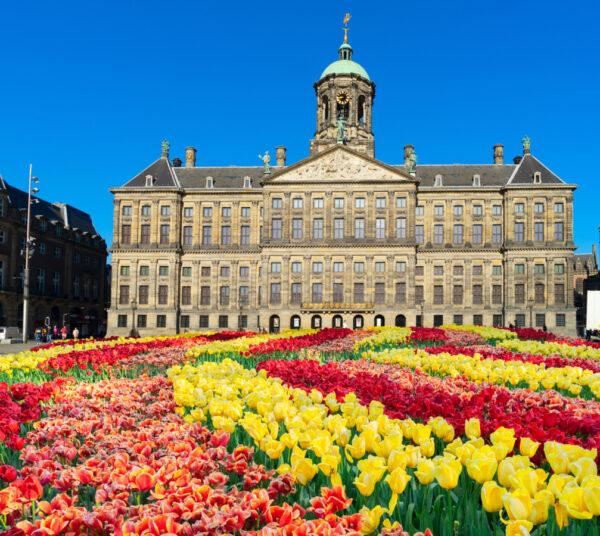 Tulips from North Holland fill Dam Square, in front of the Royal Palace’s Dutch classical façade. National Tulip Day is an event held in January each year. (Neirfy/Shutterstock)