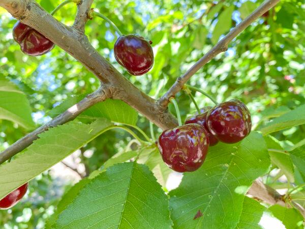 Coral Champagne cherries are dark and ready to be picked at Nunn Better Farms in Brentwood, Calif., on May 20, 2021. (Ilene Eng/The Epoch Times)