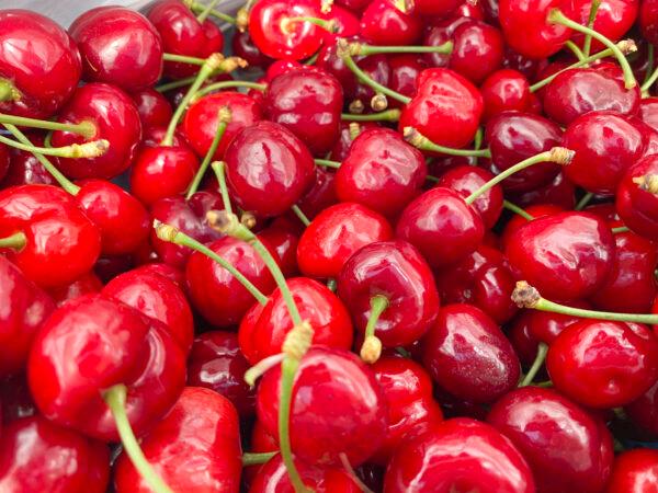 Cherries at Nunn Better Farms in Brentwood, Calif., on May 20, 2021. A full bucket of cherries weighs about 10 pounds. (Ilene Eng/The Epoch Times)