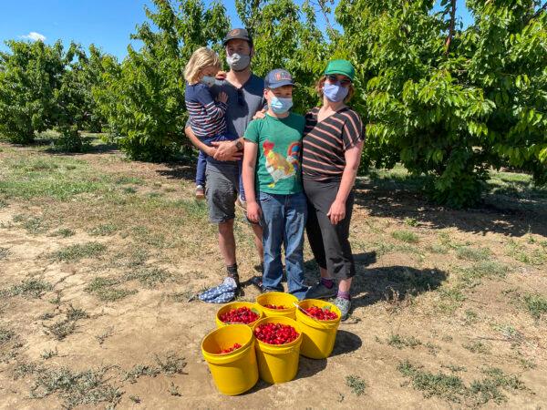 The Schreiner family visits Nunn Better Farms to pick cherries for the second year in a row, in Brentwood, Calif., on May 20, 2021. (Ilene Eng/The Epoch Times)