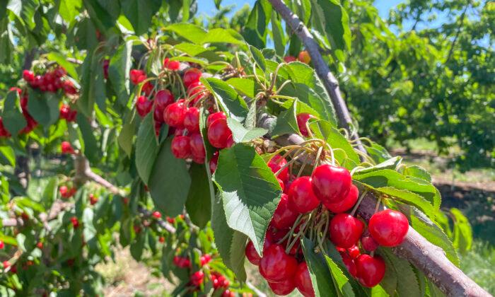 California’s Cherry Season Draws Crowds to U-Pick Farms