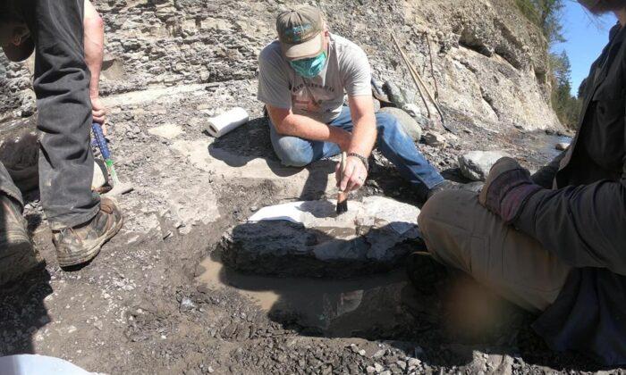 Amateur Fossil Hunter Finds 84 Million Year Old Fossilized Turtle on Vancouver Island