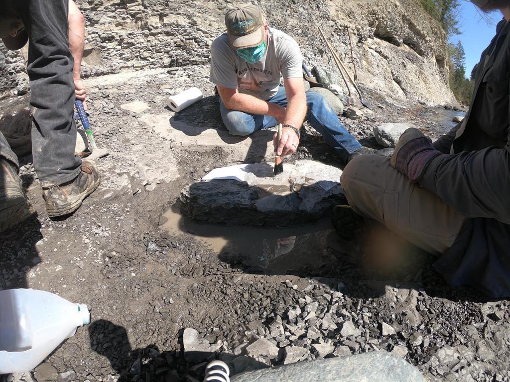 Amateur Fossil Hunter Finds 84 Million Year Old Fossilized Turtle on Vancouver Island