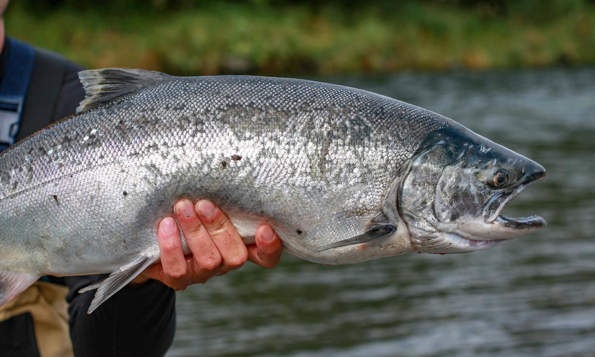 Each Alaska resident is entitled to harvest up to 25 salmon per year for personal use, and most do just that. (CSNafzger/shutterstock)