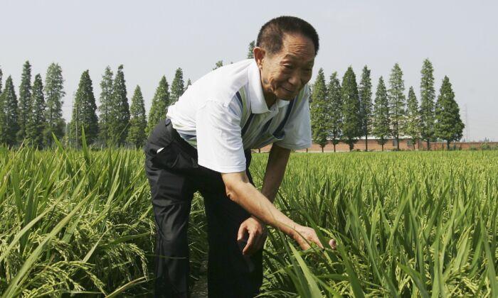 Chinese Regime Detains Detractors of the ‘Hybrid Rice’ Hero