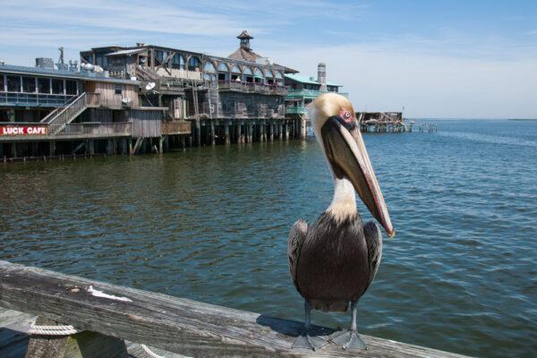 A brown pelican in Cedar Key. (Thomas O'Neil/Shutterstock)