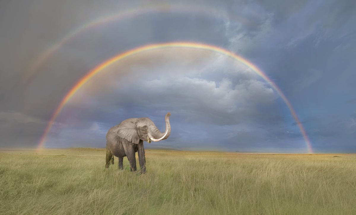 An African elephant in front of a double rainbow on a hillside in Masai Mara, Kenya. (SWNS)