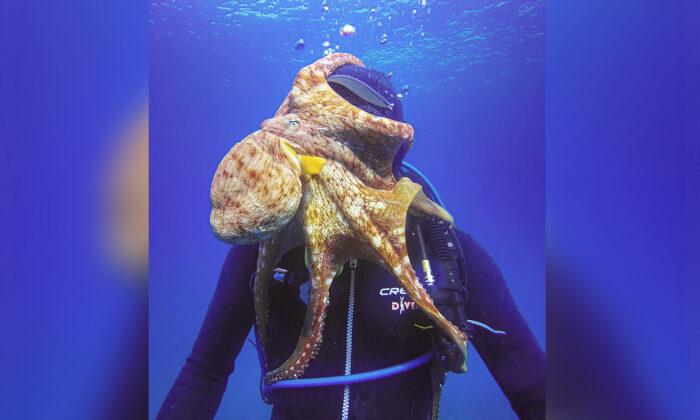 Over Friendly Octopus Grabs Hold of Diver for a Big Kiss in the Waters of Hawaii