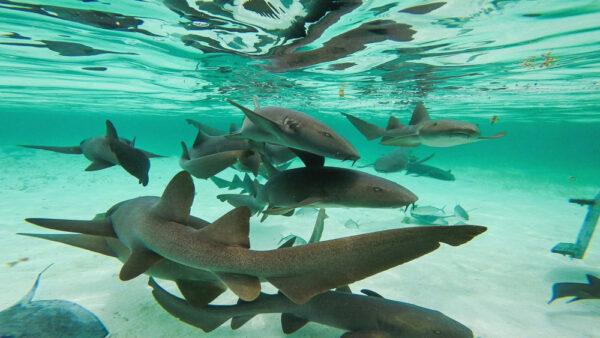 Shark Ray Alley, Caye Caulker. (Lucie Petrikova/Shutterstock)