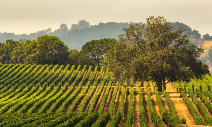 Remembering 2 California Wine Pioneers